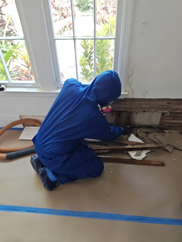 7 Signs Your Property Needs Mold Remediation