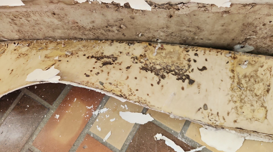 What Is Mold Remediation and When Do You Need It