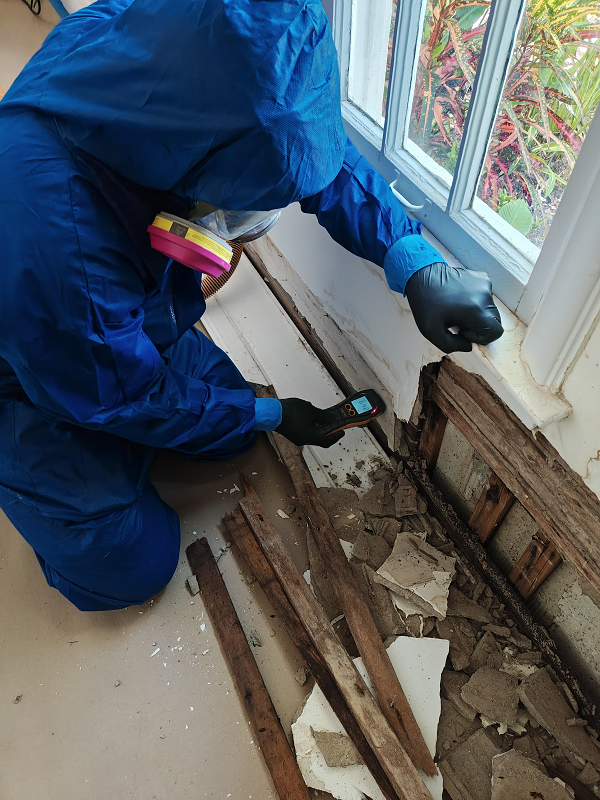 What About Mold Remediation in Surfside